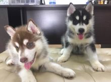 Cute Blue Eye Siberian Husky Pups Available *Email at (salamixz53@gmail.com)