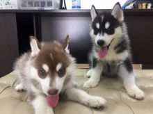 Cute Blue Eye Siberian Husky Pups Available *Email at (salamixz53@gmail.com)