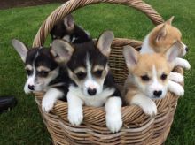 Pembroke Welsh Corgi Puppies Available 🎂Email at ( baroz533@gmail.com )