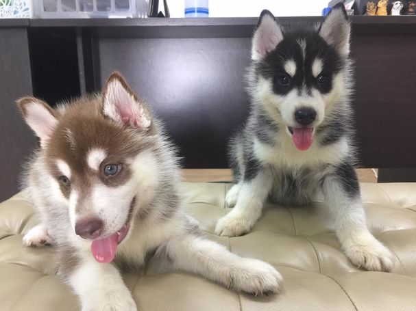 Cute Blue Eye Siberian Husky Pups Available *Email at (salamixz53@gmail.com) Image eClassifieds4u