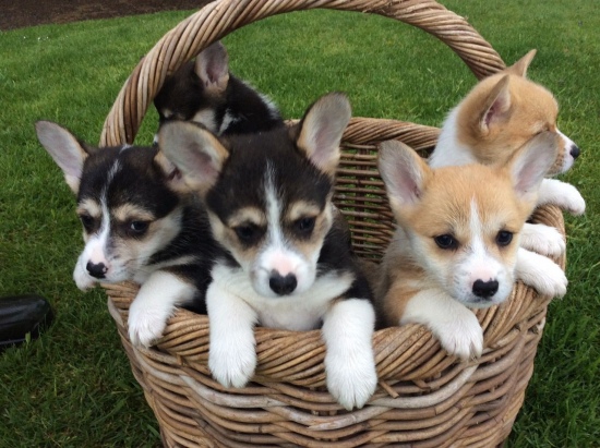 Pembroke Welsh Corgi Puppies Available 🎂Email at ( baroz533@gmail.com ) Image eClassifieds4u