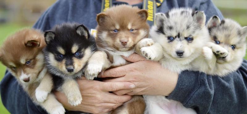 Pomsky Puppies Available 🔔 Email at ( emajame0@gmailcom ) Image eClassifieds4u