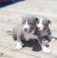 Blue nose American Pitbull terrier pups Available Email at (jaseisla83@gmail.com )