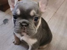 Amazing French Bulldog puppies for adoption