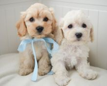 Awesome Cavapoochon puppies for adoption