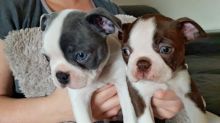 Boston terrier Puppies Available