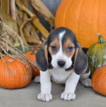 C.K.C MALE AND FEMALE BEAGLE PUPPIES AVAILABLE