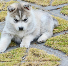 Excellent Siberian Huskies puppies for adoption