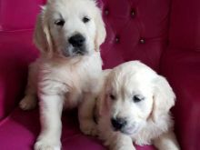 Healthy Registered golden rottweiler puppies