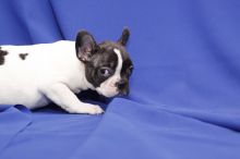 Male and female French Bulldog puppies.