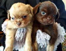 Quality Pug Puppies For Adoption