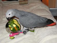 Top quality African Grey parrot