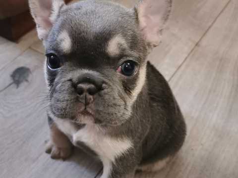 Amazing French Bulldog puppies for adoption Image eClassifieds4u