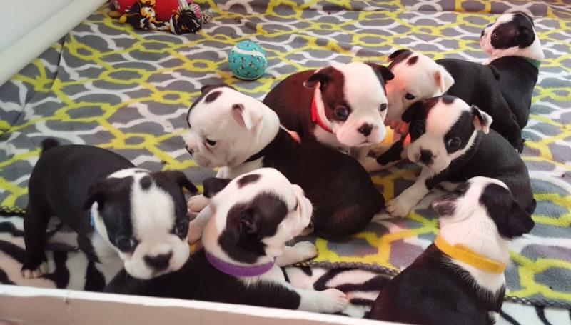 Boston terrier Puppies Available **Email at (baroz533@gmail.com ) Image eClassifieds4u