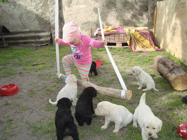 Cute Labrador Retriever Puppies Available Image eClassifieds4u