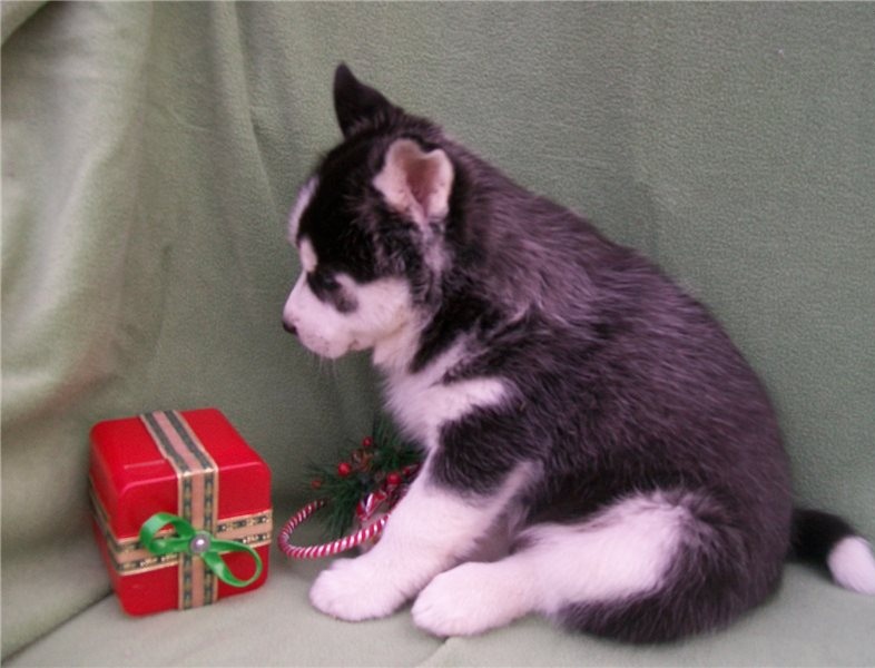 Gorgeous Blue Eyes Siberian Husky Puppies. Image eClassifieds4u