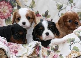 Gorgeous Cavalier King Charles Spaniel puppies available. Image eClassifieds4u