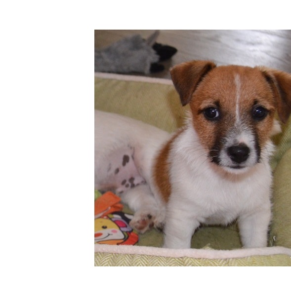 Lovely Jack Russell puppies. Image eClassifieds4u