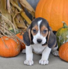 C.K.C MALE AND FEMALE BEAGLE PUPPIES AVAILABLE Image eClassifieds4u 1