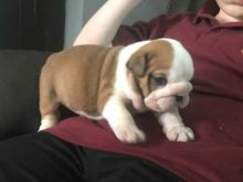 Remarkable English Bulldog puppies for adoption Image eClassifieds4U