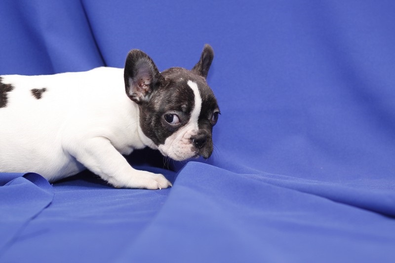Male and female French Bulldog puppies. Image eClassifieds4u