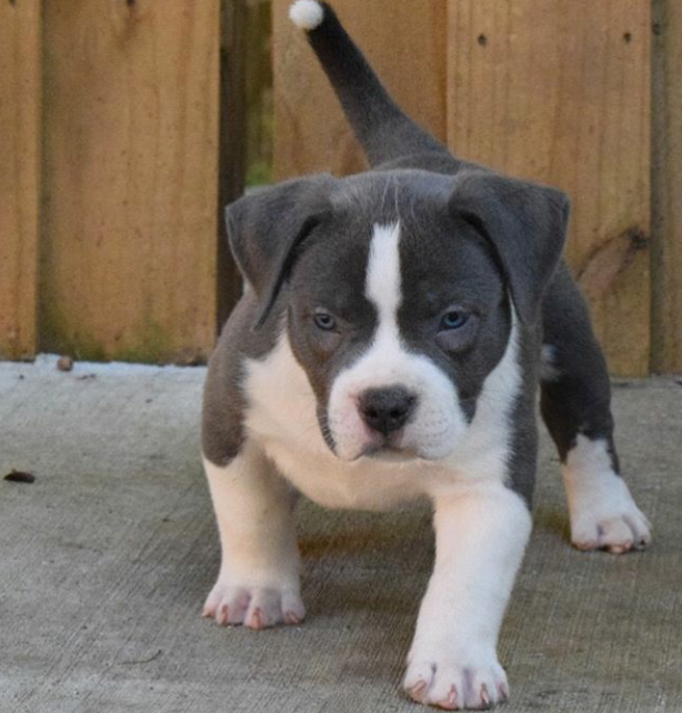 Sweet and lovely pit bull puppies for adoption Image eClassifieds4u