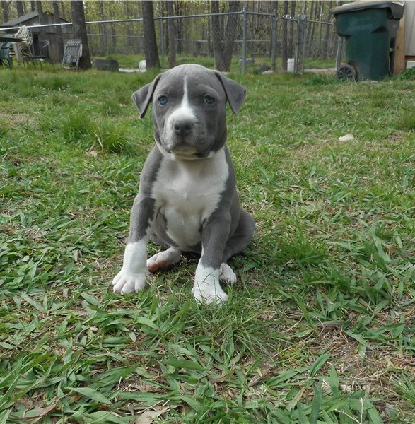American Staffordshire terrier puppies Available Image eClassifieds4u