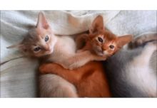 Abyssinian Male and female kittens
