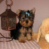 Cute Yorkie puppies available for adoption Text / call (437) 536-6127
