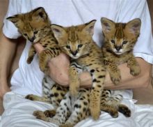 Gorgeous Savannah Kittens