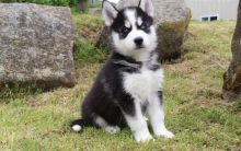 Healthy Siberian Husky puppies for adoption Text or call (437) 536-6127