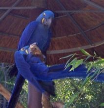 Hyacinth Macaw Parrots for Sale