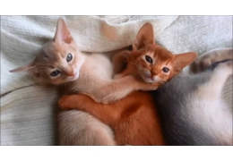 Abyssinian Male and female kittens Image eClassifieds4u