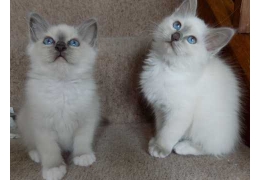 Birman Kittens Image eClassifieds4u