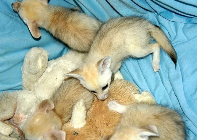 Fennec Foxes Image eClassifieds4u