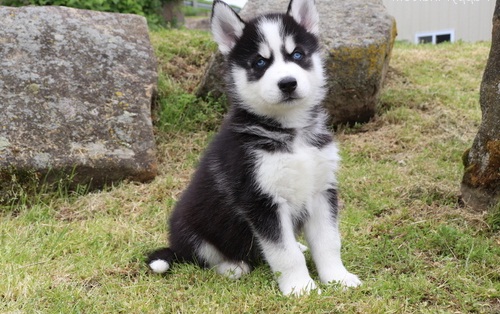 Healthy Siberian Husky puppies available for adoption Text / call (437) 536-6127 Image eClassifieds4u