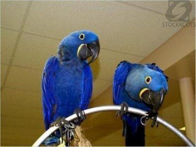 Hyacinth Macaw Parrots for Sale Image eClassifieds4u