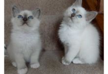 Birman Kittens Image eClassifieds4U