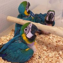 Blue and Gold Macaw parrots available Image eClassifieds4u 3