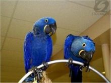 Hyacinth Macaw Parrots for Sale Image eClassifieds4u 2