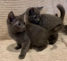 Russian Blue Kittens Image eClassifieds4u 1