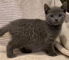 Russian Blue Kittens Image eClassifieds4u 2