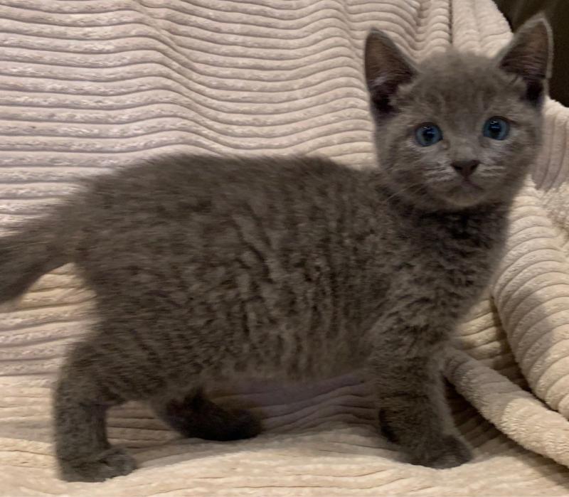 Russian Blue Kittens Image eClassifieds4u