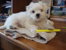 House Raised White Maltese Puppies For Sale