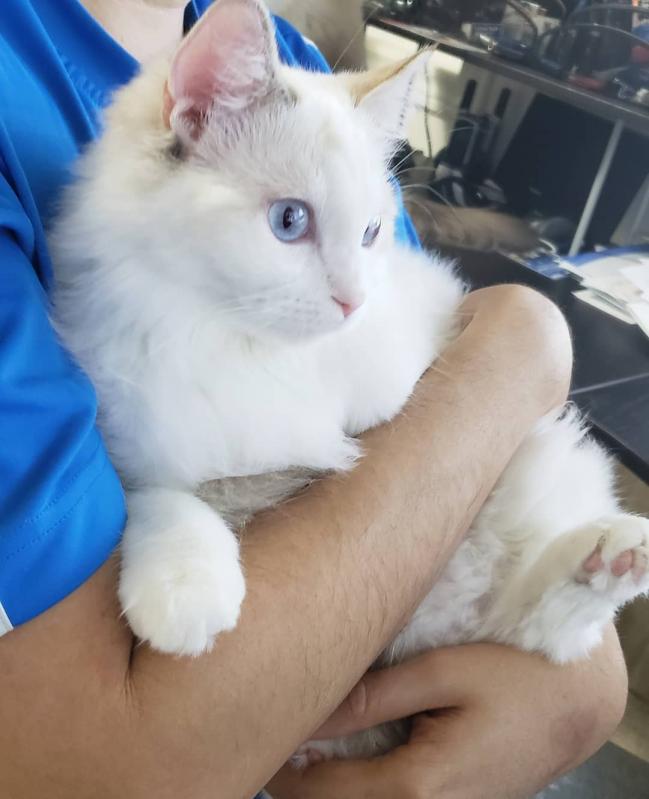 Sweet🐾💝🐾Ragdoll kittens for adoption🐾💝🐾 Text or call (925) 471-5289 Image eClassifieds4u