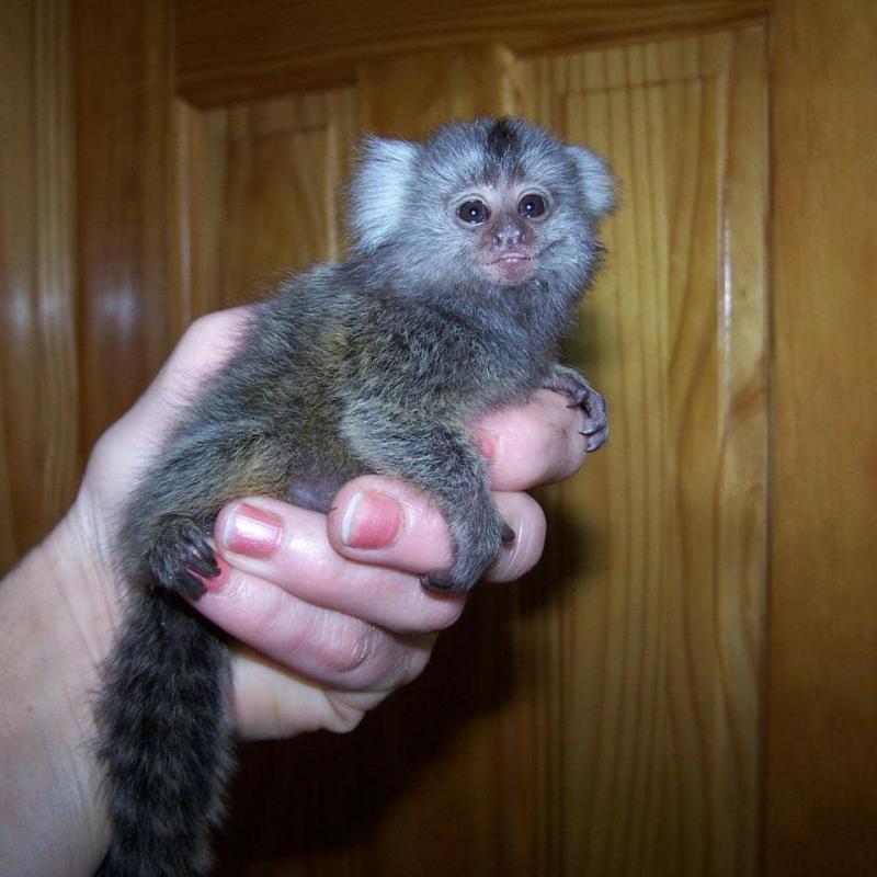 Lovely Cute Marmoset Monkey available for adoption Text or call (708) 928-5512 Image eClassifieds4u