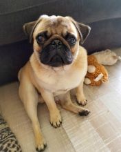 Healthy cute PUG puppies available for adoption Text or call (925) 471-5289 Image eClassifieds4U