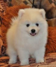 Mini Pomeranian puppies boy and girls Image eClassifieds4u 1