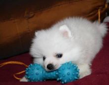 Mini Pomeranian puppies boy and girls Image eClassifieds4u 2