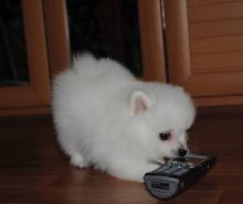 Mini Pomeranian puppies boy and girls Image eClassifieds4u 3